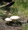 PICTURES/Kendrick Wildlife Trail/t_Mushrooms - 2Toadstools & Flowers2.jpg